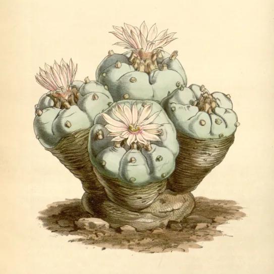 Peyote, el cactus que tuvo que esconderse tras los santos