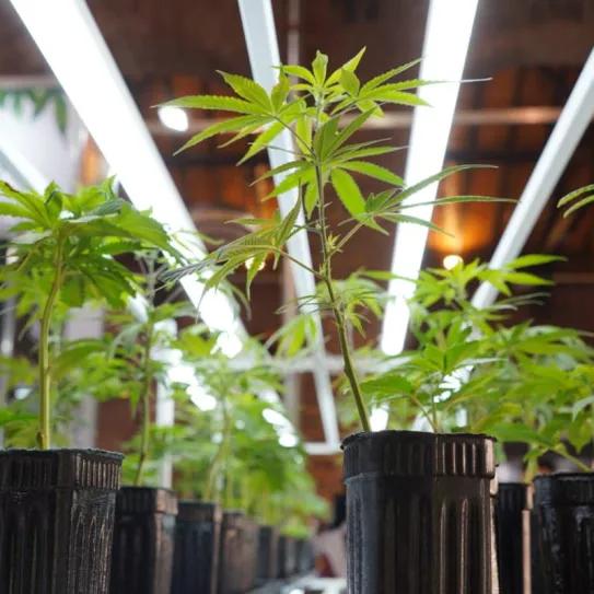 Mendoza establece cómo evaluará proyectos de cannabis y cáñamo