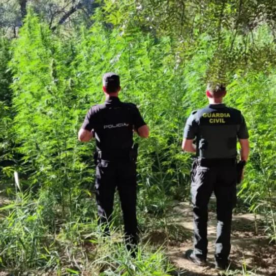 Tres intervenciones dejan 439 plantas de cannabis incautadas en España