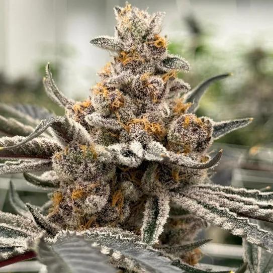Perla Negra - Exclusive Seeds Bank