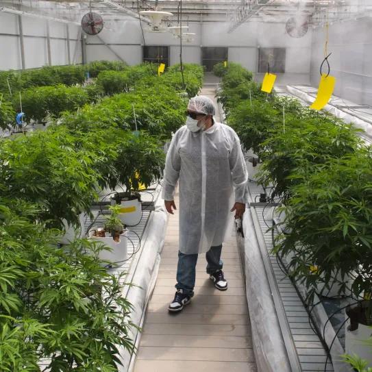 Cultivo Canarias