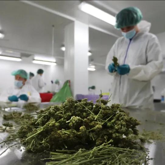 Costa Rica avanza en su industria de cannabis medicinal - Vantage Point Global