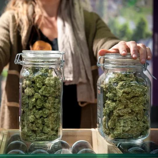 Alemania suma 77 asociaciones de cannabis desde marzo