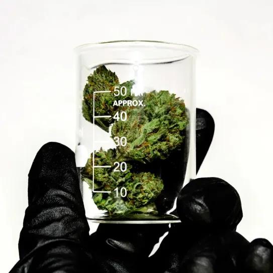 California amplía retiradas de cannabis por irregularidades con pesticidas