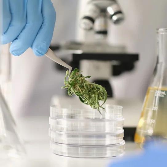 Canadá detalla cómo validar los análisis de cannabis