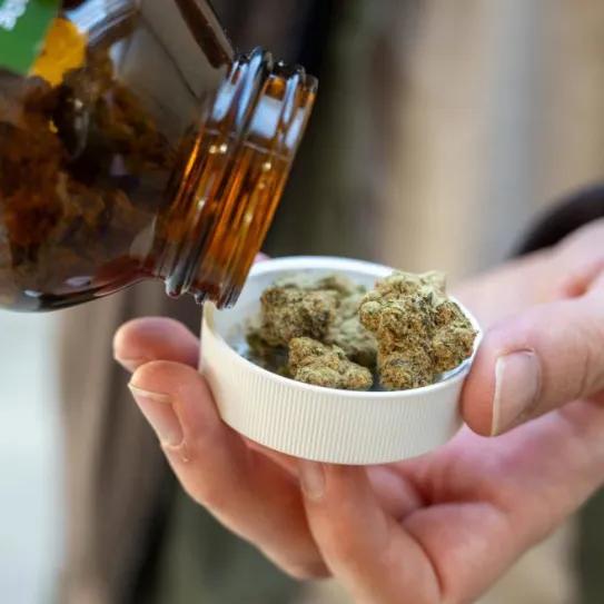 Alemania: un tribunal niega mantener el reembolso de flor medicinal