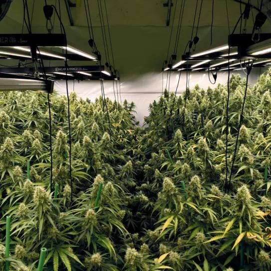 El precio de cultivar en interior: técnicas para reducir el coste energético del ‘indoor’ 