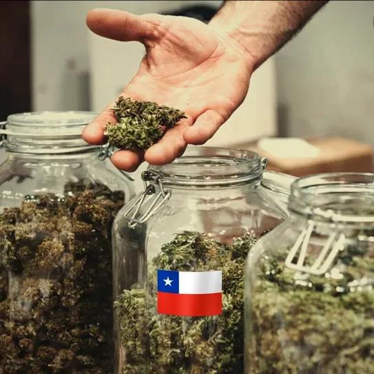Un estudio mapea 294 clubes de cannabis en Chile