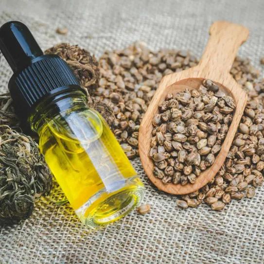 El cáñamo escocés busca crecer entre aceites y alimentación animal