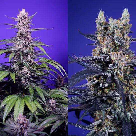 Comparativa entre Permanent Marker XL Auto® y Super Boof Auto® 