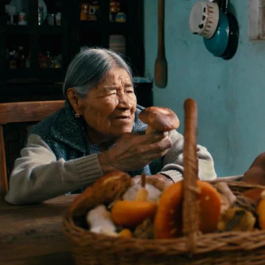 Hijas del bosque - Un documental mexicano explora ciencia, territorio y hongos sagrados 