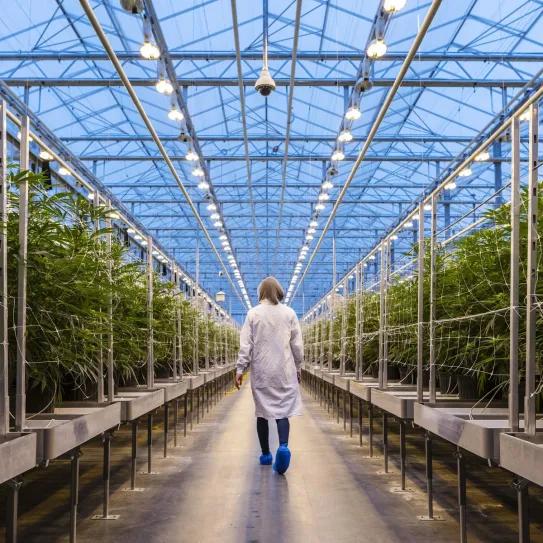 Canadá propone simplificar el seguimiento de su mercado de cannabis