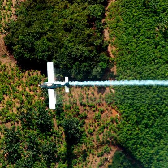Colombia frena ensayo con herbicida sobre cultivos de coca
