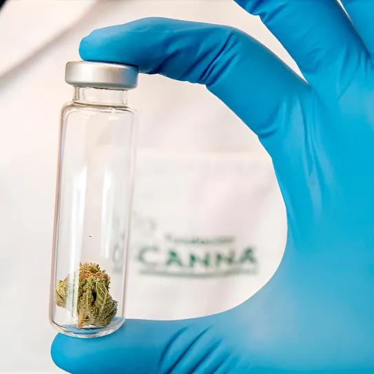 Fundación CANNA: la ciencia del cannabis medicinal al alcance de todos