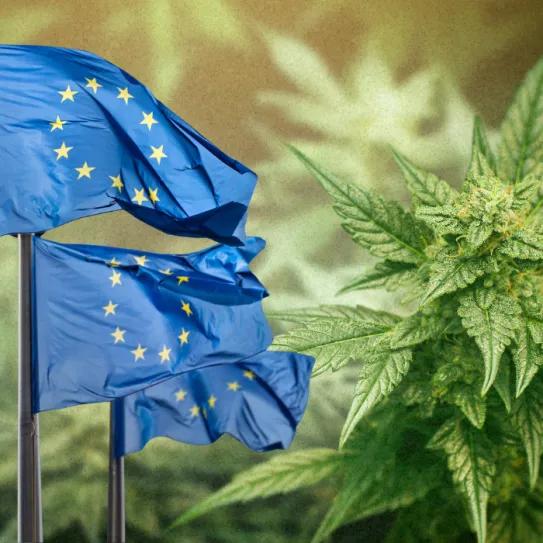 La UE avanza hacia reglas comunes para toda la planta de cáñamo
