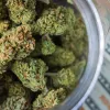 ¿Cómo están los precios del cannabis legal en los EE.UU?