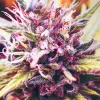 Algunas de las variedades de cannabis otros colores