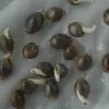 Semillas germinando