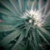Planta de cannabis