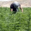 Líbano aprueba una ley que permitirá cultivar cannabis