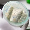 Los hongos de la levadura como la respuesta para crear nuevos cannabinoides