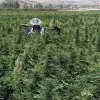 Cultivo de cannabis