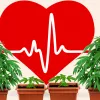 Estudio no encuentra relación entre el cannabis y los ataques al corazón