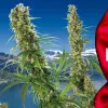 Suiza quiere facilitar el acceso a la marihuana medicinal