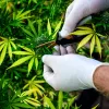Gobierno español otorga otra licencia para el cultivo de cannabis medicinal pero en España sigue estando prohibido