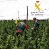 18.023 plantas de cannabis incautadas en Almería en lo que llevamos de año