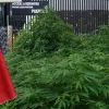 Crece una plantación de marihuana a las puertas del Senado de México