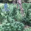 Requisan 5 toneladas de marihuana en Aragón