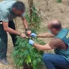 Encontraron plantas de marihuana mientras buscan al cocodrilo de Valladolid