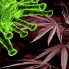 En Canadá también suben las ventas de cannabis durante la pandemia