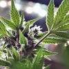 Gobernador de Nueva Jersey cree que legalizar el cannabis es una decisión “que no hay que pensar” para levantar la economía