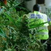 Mossos creen que la “mafia de la marihuana” puede corromper a los poderes públicos