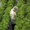 Canopy Growth financia con 1,4 millones la producción de marihuana medicinal española