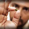 Dosis ultra-bajas de cannabis: ¿cuánto sigue siendo “mucho” cannabis?