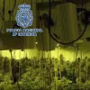 Desmantelan cultivo de marihuana con más de 1000 plantas en la localidad de Elche