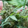 Tres de cada cuatro consumidores de cannabis prefieren la flor a los concentrados