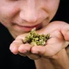 Estado de Washington contrata gente para que controle el olor de la marihuana