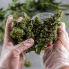 Colorado vende 200 Millones en marihuana en julio del 2020