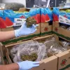 Desarticulan red internacional que ocultaba marihuana entre fruta