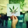 Podemos ultima proyecto de ley para regulación integral del cannabis