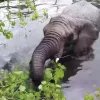 Elefante en el zoo