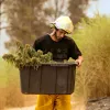 Incendios en California amenazan una gran zona con plantaciones de cannabis