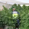 Imagen de una intervención policial en una plantación de marihuana