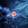 Pacientes de esclerosis múltiple recurren al cannabis para aliviar los síntomas