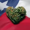 Texas recaudará 500 millones de dólares en impuestos si legaliza el cannabis