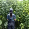 El Ministerio de Interior comprará 20 trituradoras más para destruir marihuana